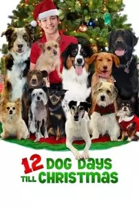 watch-12 Dog Days Till Christmas