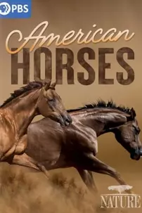 watch-American Horses