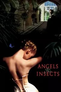 watch-Angels and Insects