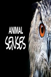 watch-Animal Senses