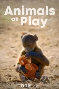 watch-Animals at Play