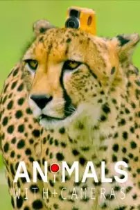 watch-Animals with Cameras