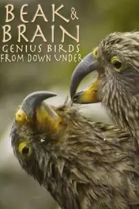 watch-Beak & Brain – Genius Birds from Down Under