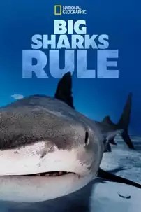 watch-Big Sharks Rule