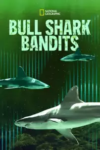 watch-Bull Shark Bandits