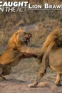 watch-Caught in the Act: Lion Brawl