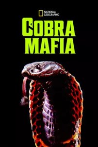 watch-Cobra Mafia