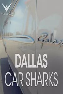 watch-Dallas Car Sharks