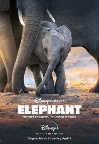 watch-Elephant