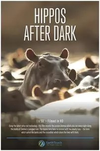 watch-Hippos after Dark