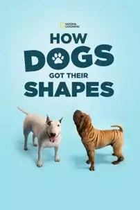 watch-How Dogs Got Their Shapes