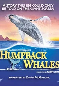 watch-Humpback Whales