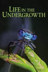 watch-Life in the Undergrowth