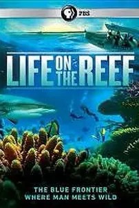 watch-Life on the Reef