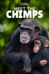 watch-Meet the Chimps