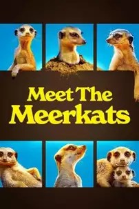 watch-Meet The Meerkats