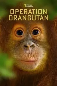 watch-Operation Orangutan