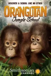 watch-Orangutan Jungle School