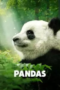 watch-Pandas