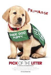 watch-Pick of the Litter