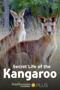 watch-Secret Life of the Kangaroo