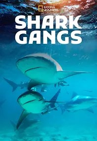 watch-Shark Gangs