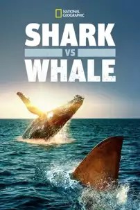 watch-Shark Vs. Whale