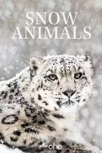 watch-Snow Animals