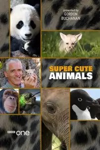 watch-Super Cute Animals