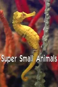 watch-Super Small Animals