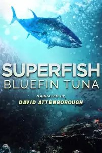 watch-Superfish: Bluefin Tuna