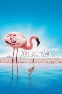 watch-The Crimson Wing: Mystery of the Flamingos