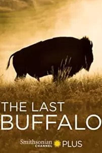 watch-The Last Buffalo