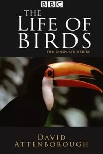 watch-The Life of Birds