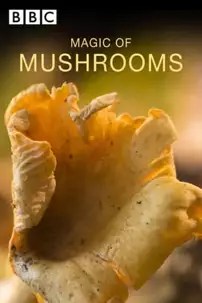 watch-The Magic Of Mushrooms