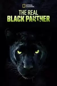 watch-The Real Black Panther