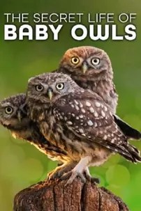 watch-The Secret Life of Owls