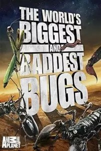 watch-The World’s Biggest and Baddest Bugs