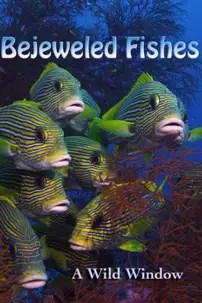 watch-Wild Window: Bejeweled Fishes