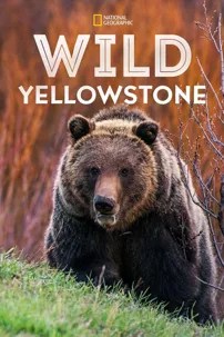 watch-Wild Yellowstone