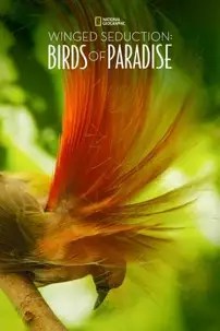 watch-Winged Seduction: Birds of Paradise