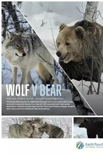 watch-Wolf vs Bear