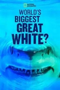 watch-World’s Biggest Great White?