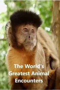 watch-World’s Greatest Animal Encounters